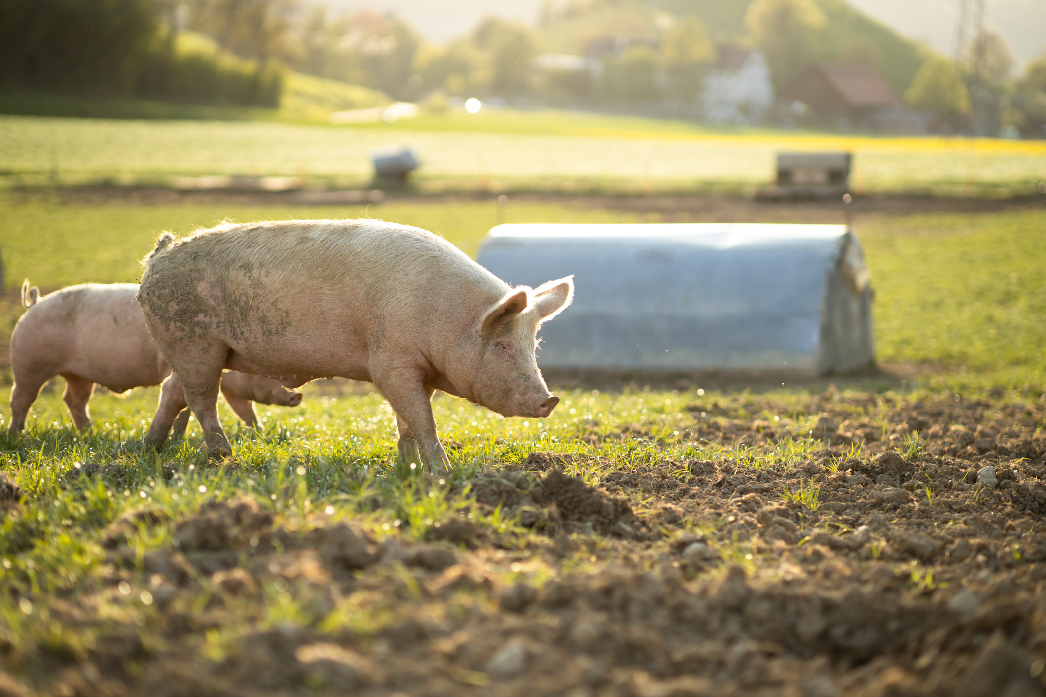 Meat production doesn't have to be cruel » Publications » Washington ...